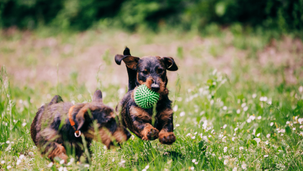 Teckel: 10 Razones para la Compañía Perfecta