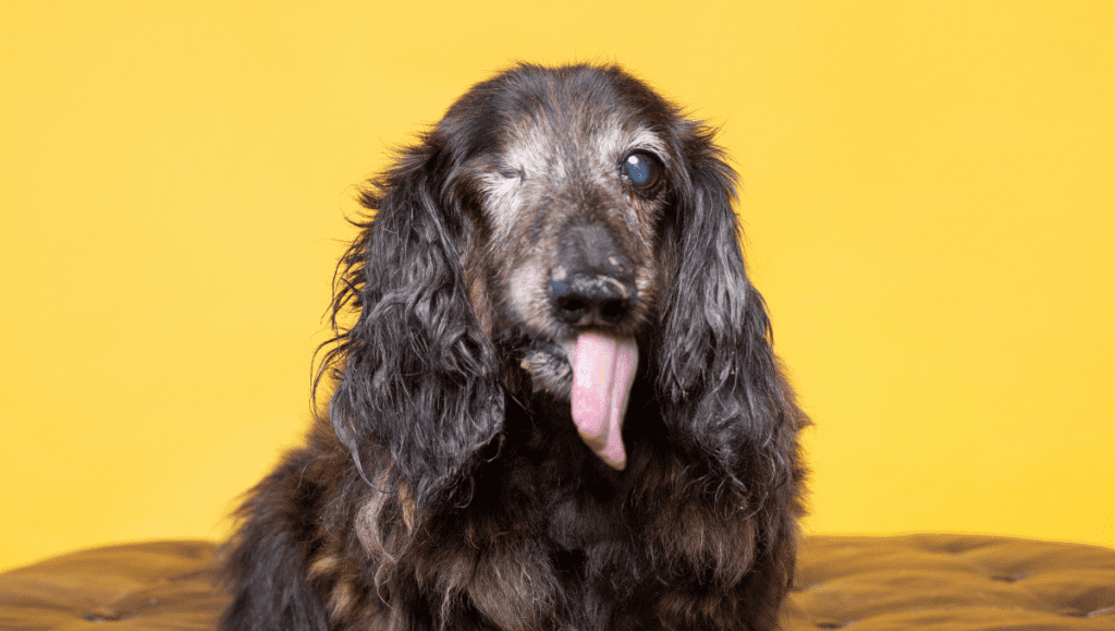 Teckel: 10 Razones para la Compañía Perfecta Teckel: 10 Razones para la Compañía Perfecta