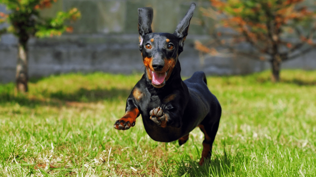 Amor Peludo: Celebrando el Mes del Amor con tu Teckel