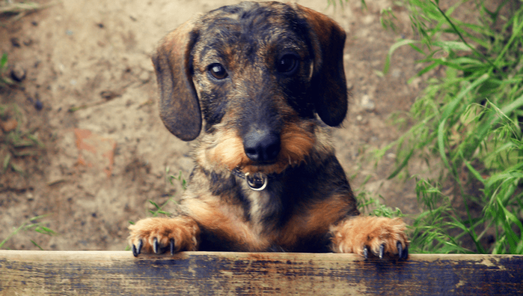 Amor Peludo: Celebrando el Mes del Amor con tu Teckel
