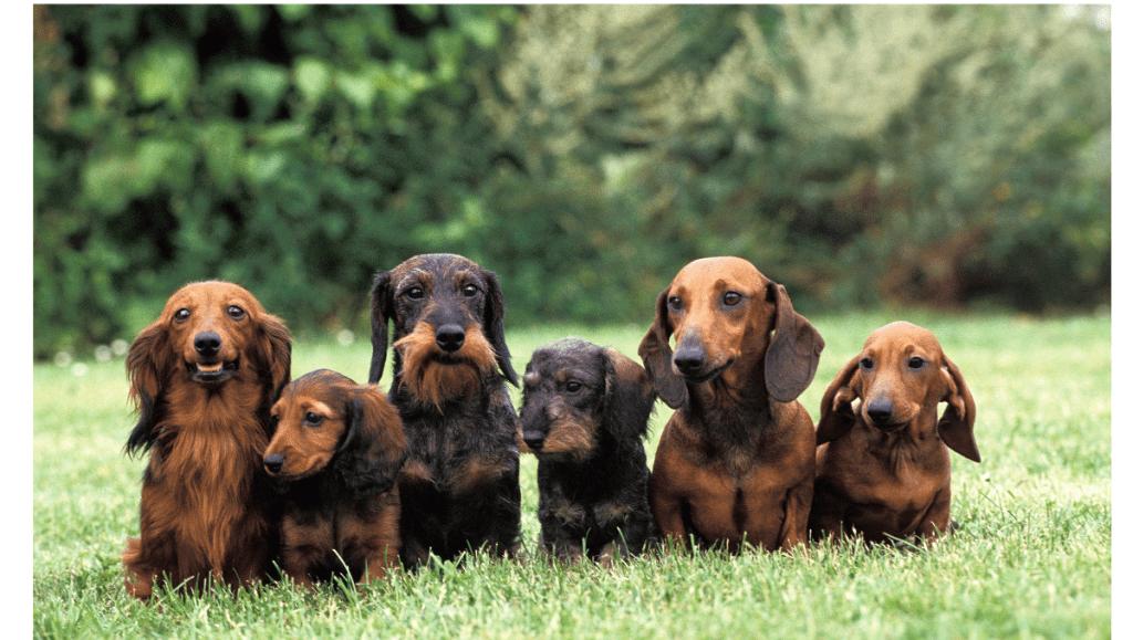 Teckel: 10 Razones para la Compañía Perfecta