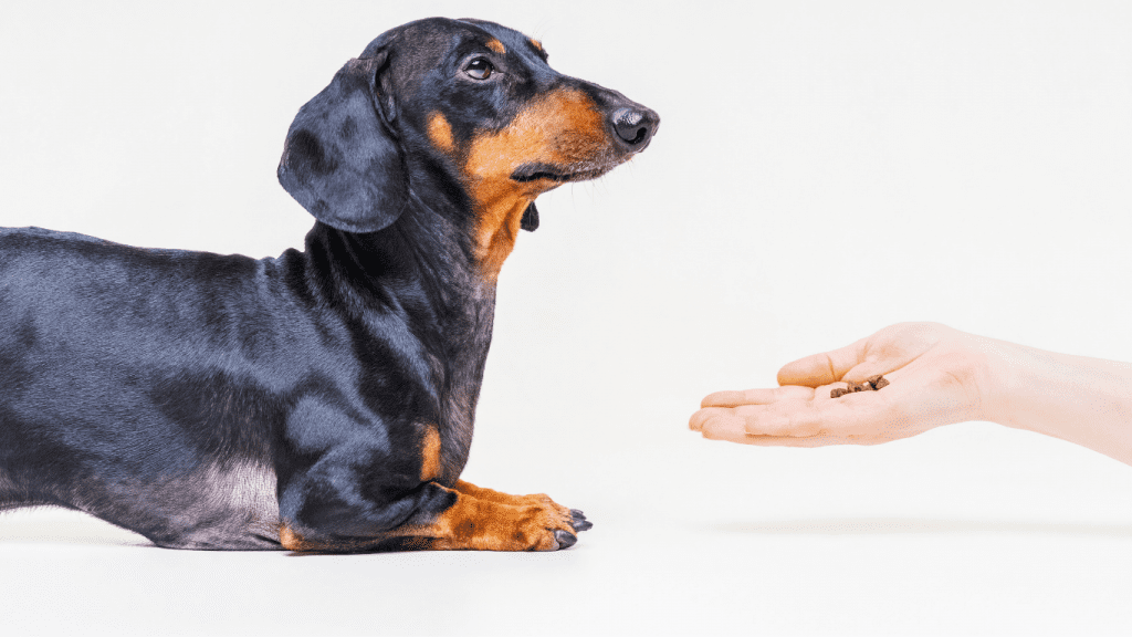 Amor Peludo: Celebrando el Mes del Amor con tu Teckel