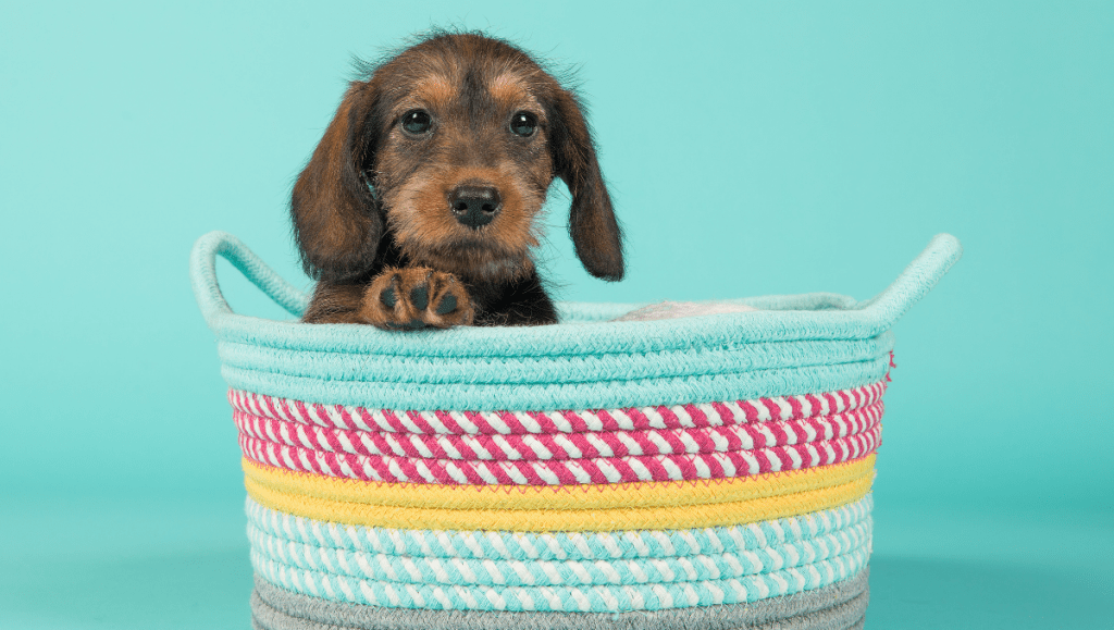 Teckel: 10 Razones para la Compañía Perfecta