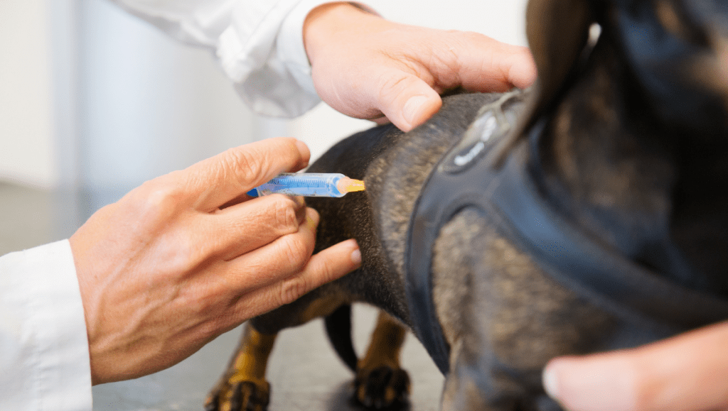 Teckel: 10 Razones para la Compañía Perfecta Teckel: 10 Razones para la Compañía Perfecta