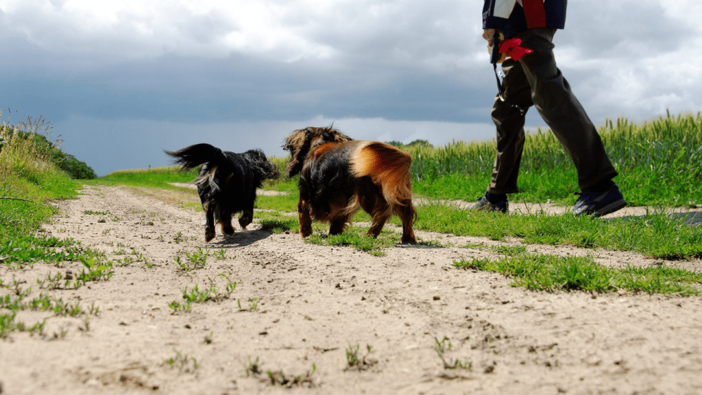 Amor Peludo: Celebrando el Mes del Amor con tu Teckel