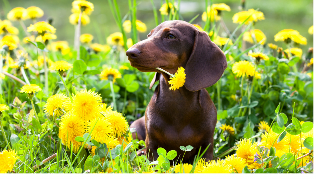 Amor Peludo: Celebrando el Mes del Amor con tu Teckel