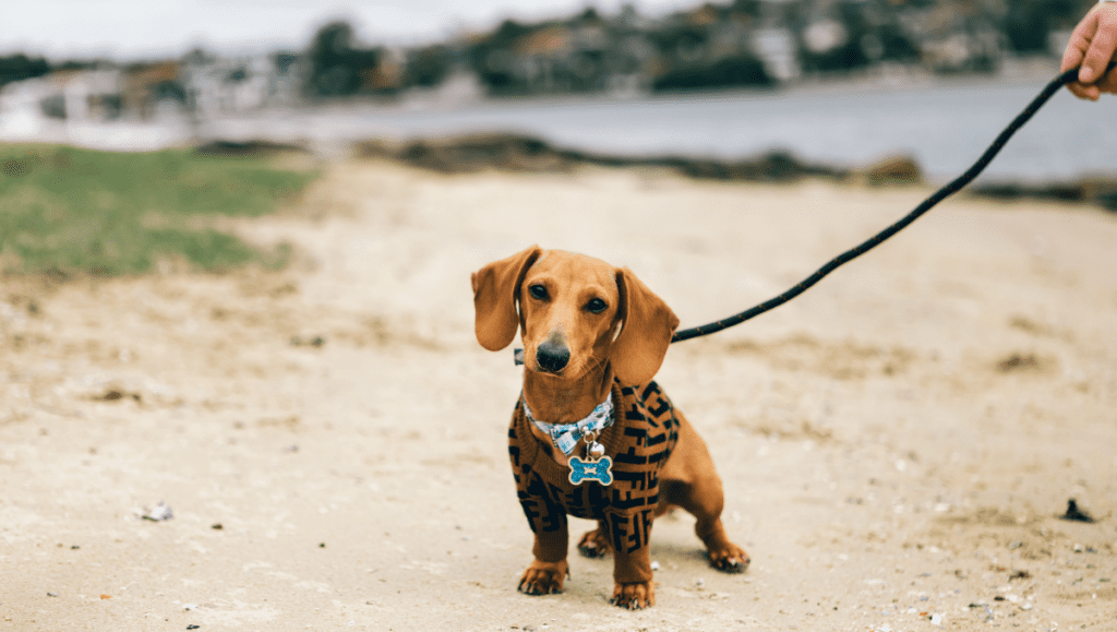 Teckel: 10 Razones para la Compañía Perfecta