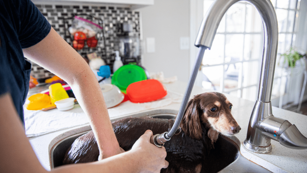 Teckel: 10 Razones para la Compañía Perfecta