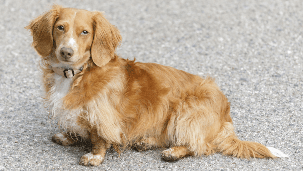 Teckel: 10 Razones para la Compañía Perfecta